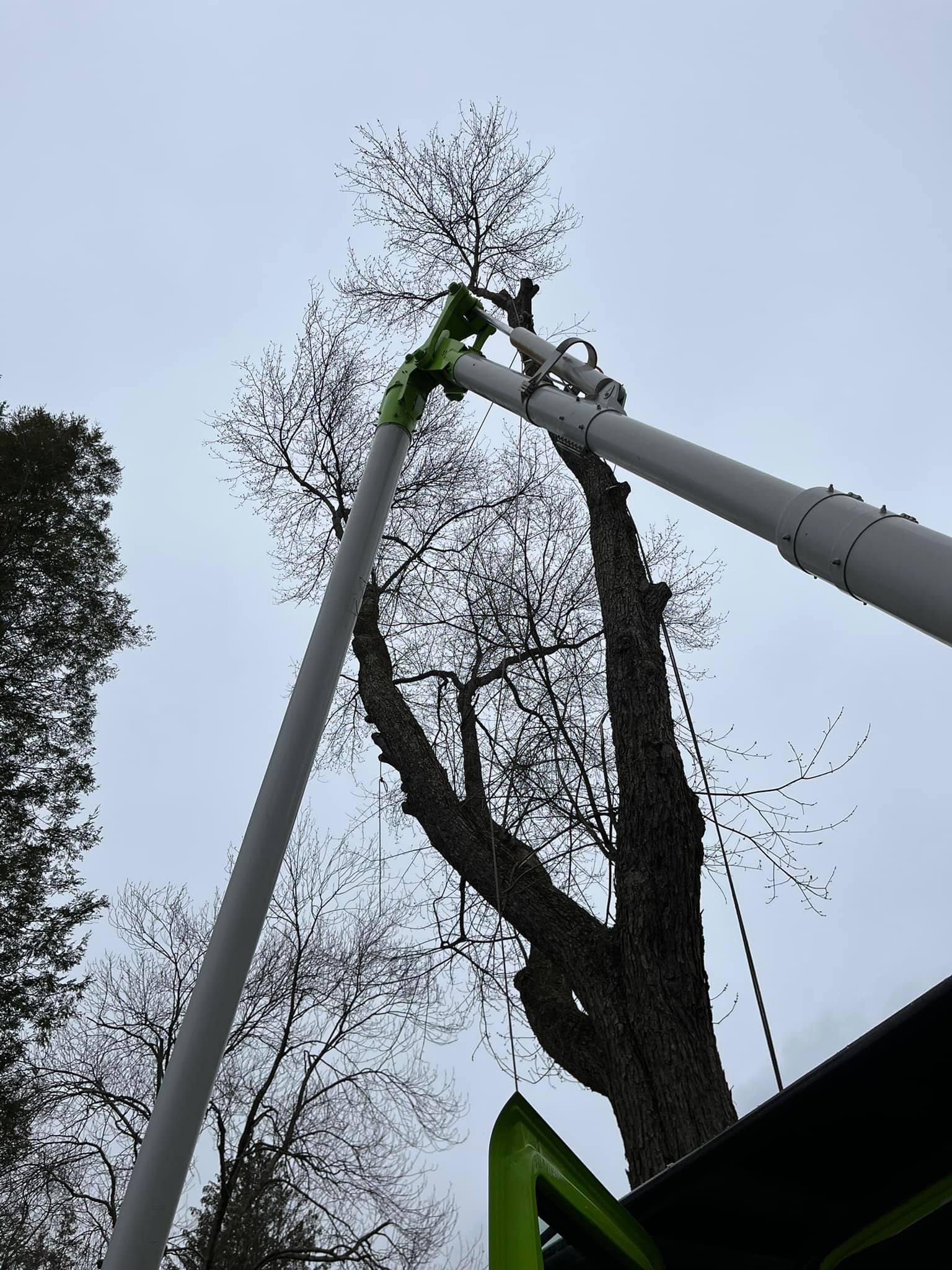 Fairfield County, CT Tree Removal