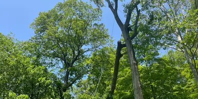 New Canaan, CT Tree Service