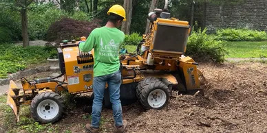 New Canaan, CT Tree Service