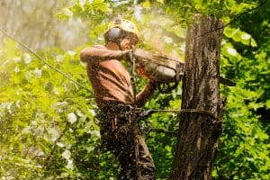 Stamford, CT Tree Service